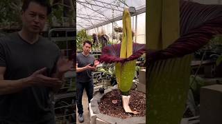 दुनिया का सबसे बड़ा फूल |Corpse Flower| #Shorts #Youtubeshorts #Shortsvideo