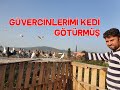 Kedi Güvercinlerimi Götürmüş Büyük Kayıp Var