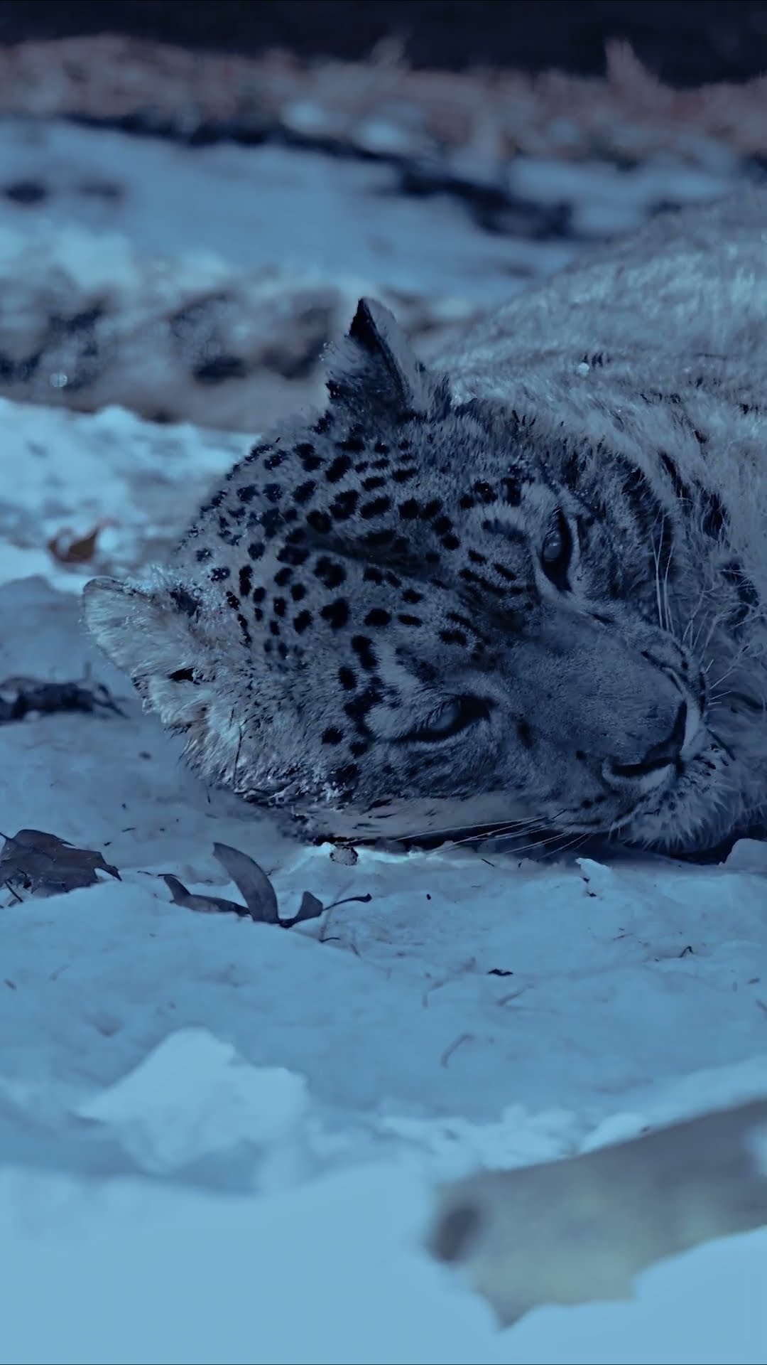 A snow leopard's nose warms the cold air before it reaches its lungs ? #Animals #Shorts #SnowLeopard