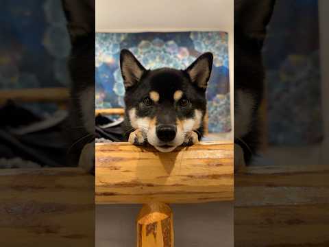 سألت كلبي من نوع شيبا عما يجب أن نفعله