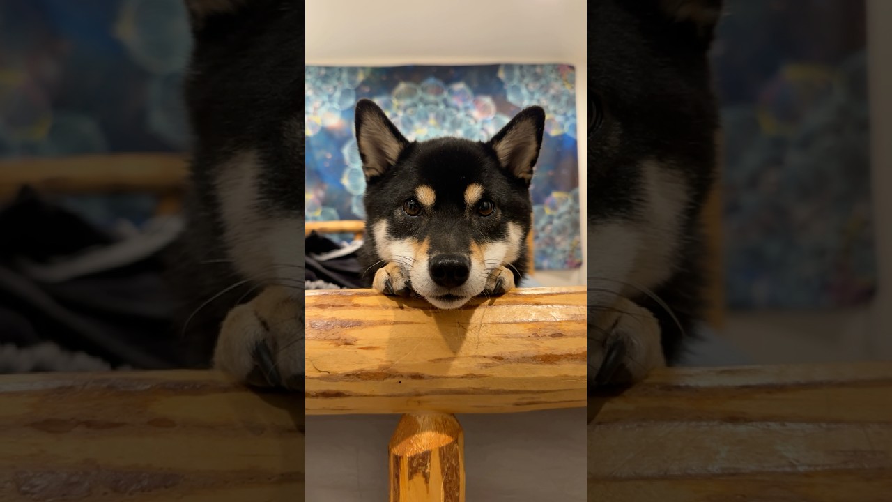 Спрашиваю у своей сибы, что нам следует делать.