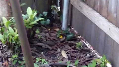 Avril makes a guest appearance in our backyard.