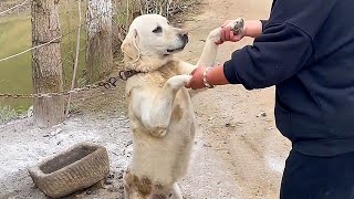 The chained dog extends paw to passersby for help,the owner greedily trying to sell it for $13,890