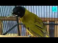 Cukup 5 menit!!! Burung Samyong manapun bakal nyaut dan gacor