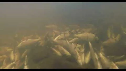 Winter Fish Kills, this will blown your mind!