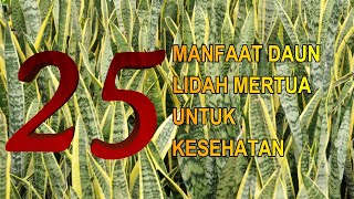 Oh my God, here are 25 health benefits of snake plant leaves.