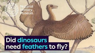 Did dinosaurs need feathers to fly? | Surprising Science