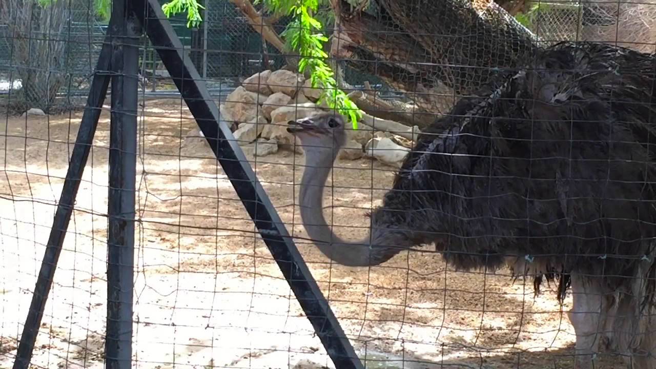 Dubai Zoo Jumeirah YouTube