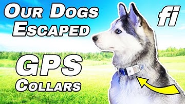 Fi Smart Dog Collar - Our Lost Dogs Story - GPS, Activity Tracking
