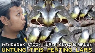 SAKING LUBERNYA!! SEMURAH INI HARGA CIBLEK CUMA 10 RIBU DI PASAR BURUNG PRAMUKA