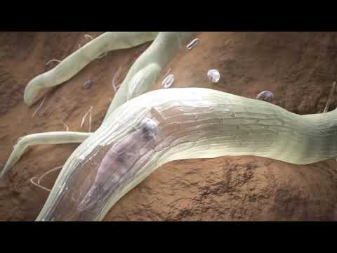 Video: Kontrollimi i nematodave të bimëve të elbit – Si të parandalohen nematodat e elbit