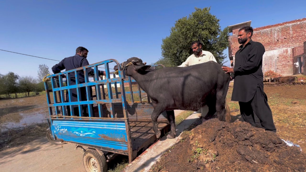 Abbu Jaan Ne Buffalo 🐃 Sale Kar Di | Zohaib Pendu