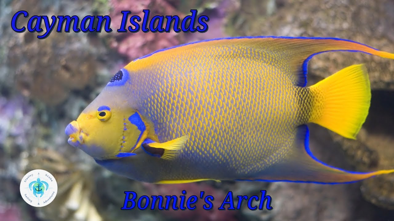 Scuba Diving The Cayman Islands Bonnie's Arch