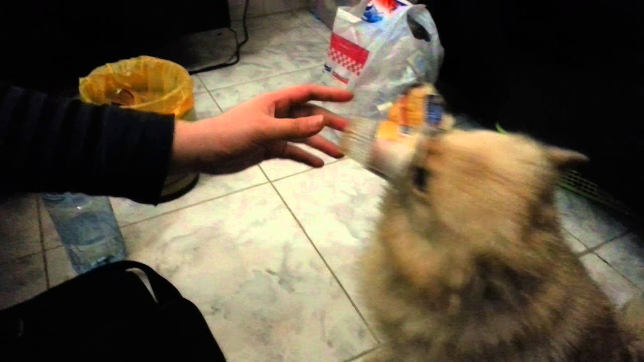 Cute Dog eating caramel YouTube