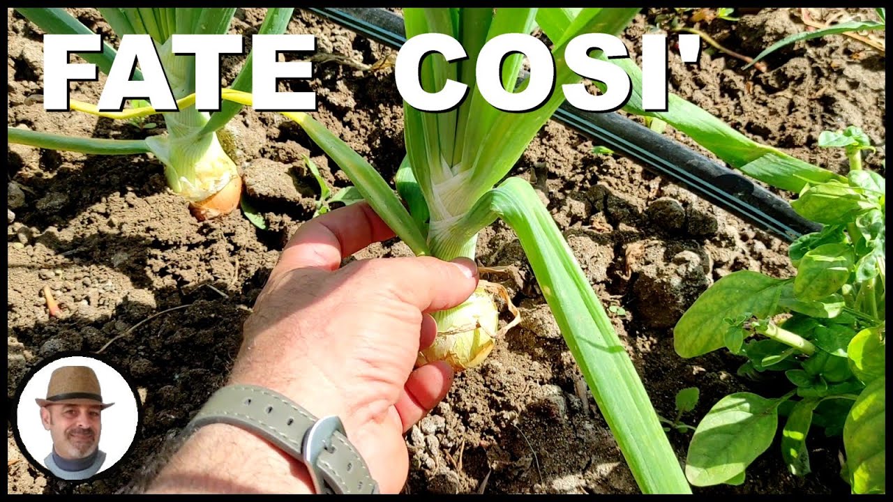 RACCOGLERE le cipolle come capire quando è il momento