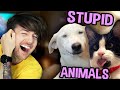 ANIMALS BEING STUPID FOR 17 MINUTES STRAIGHT