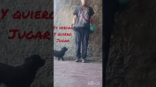 #gracias #dios #foryou #dance #humor #sigueme #youtubeshorts #youtube #youtuber #dogs #dog #amor
