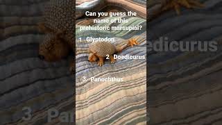 Try to guess the name 😉 #shorts #prehistoric #mammals Try to guess the name 😉 #shorts #prehistoric #mammals