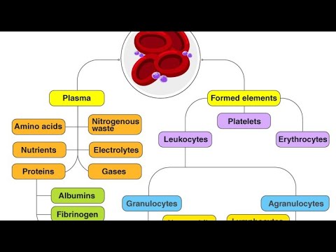 what is the composition of blood class 9