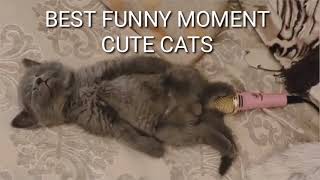 The Cat Trampled On Mike Video Cat Farting On Mic