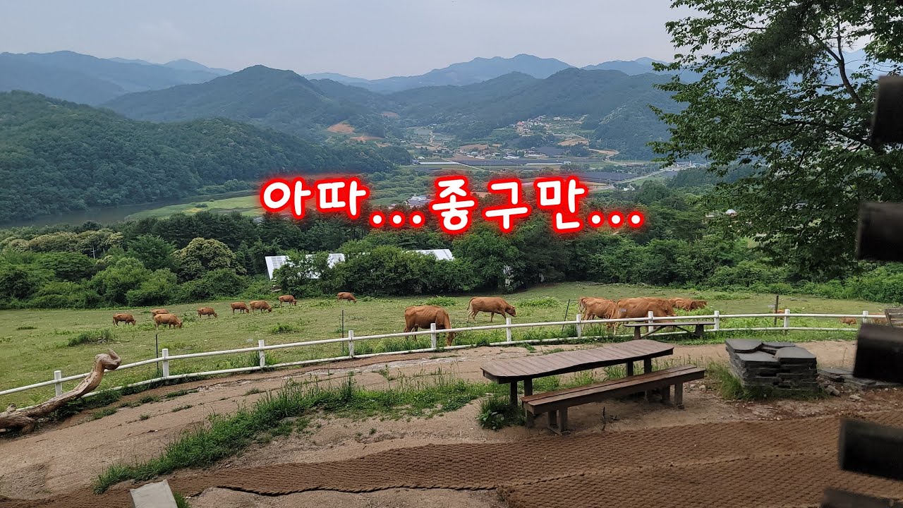 행복한 테리씨의 브이로그 | 소,양 밥주고 만지고 - YouTube