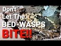 HUGE Yellow Jacket INFESTATION above BEDROOM ceiling! Wasp Nest Removal