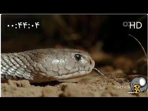 مـرگـبـار تـریــن مـــار هــای جـهـان 3 