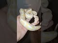 1.0 Albino #CataractRoyals ##BallPython #Breeding