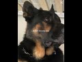 NOTHING BEATS A JET 2 HOLIDAY || Edit of all the dogs i love!! 💕✨ #shortsviral #shorts #dog