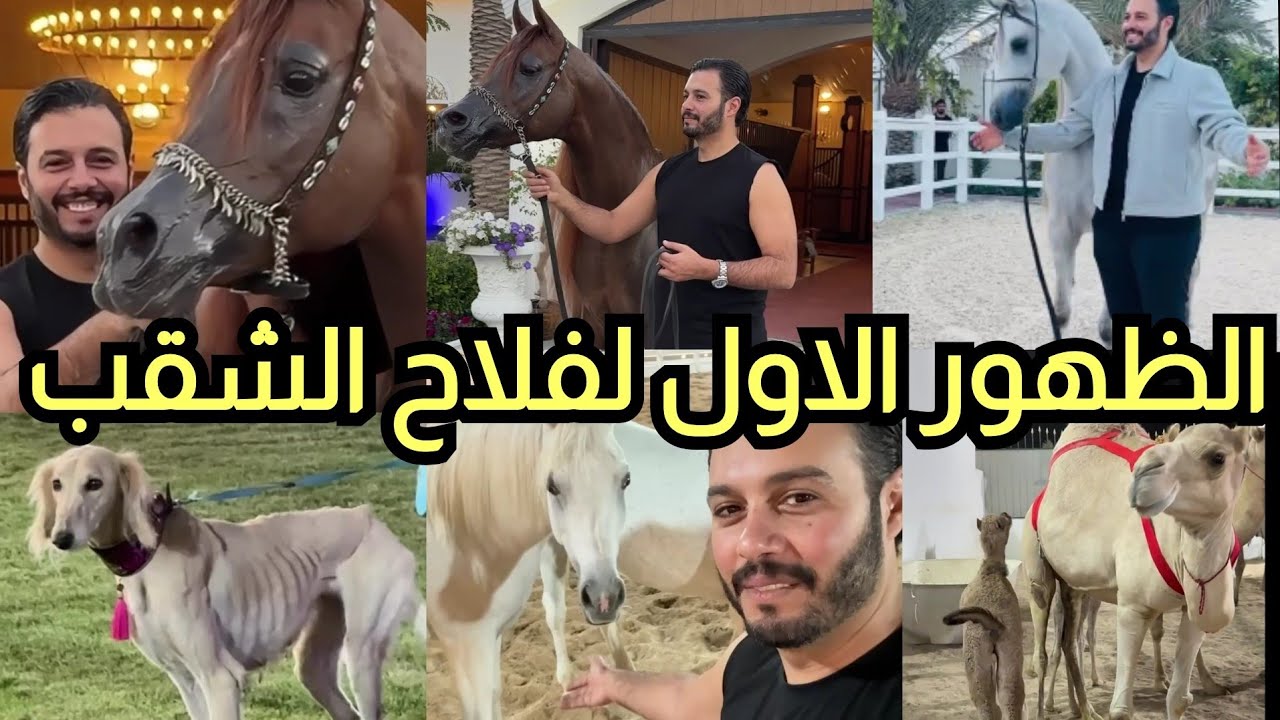 اول ظهور للظاهرة فلاح الشقب احد اجمل الافحل  والفرس الدهماء رفست الخيل من مربط العديد فى قطر 