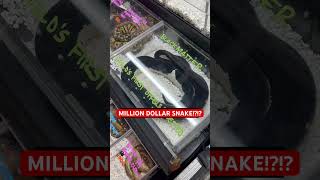 MILLION DOLLAR Ball Python🤯 Net Worth