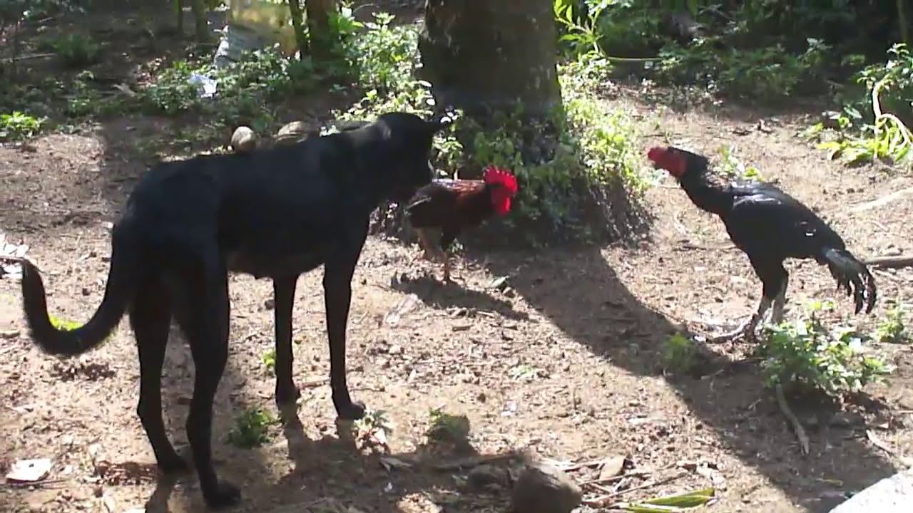 Dog slightily interfereing in rooster fight Dogandchickenchannel YouTube