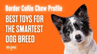 Why Border Collies Destroy Toys And Furniture Best Dog Toys For Smart, High-Energy Chewers