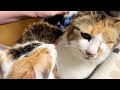 猫の爪切りでみつがミー子を毛づくろいする場面見れた！！エモい！！