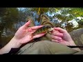 CREEK FISHING FOR NEW POOL POND PETS (multi species) (feat FishingFreak)