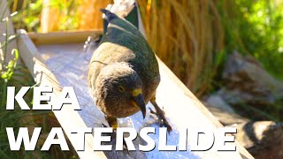 Building A Waterslide For Our Kea