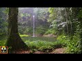 Relaxing Rain Sounds | Rainforest Ambience with Rain for Sleep, Study, Relax, Insomnia | 8 Hours