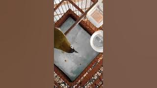 Pleci Lokal Sorowako