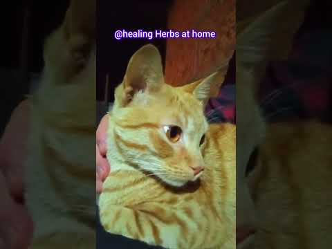این صحنه ز صدتا دارو آرومم تره