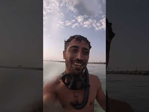 خطرناک ترین کوسه خلیج فارس کنار کاکاته کوسه خطرناک خلیج فارس