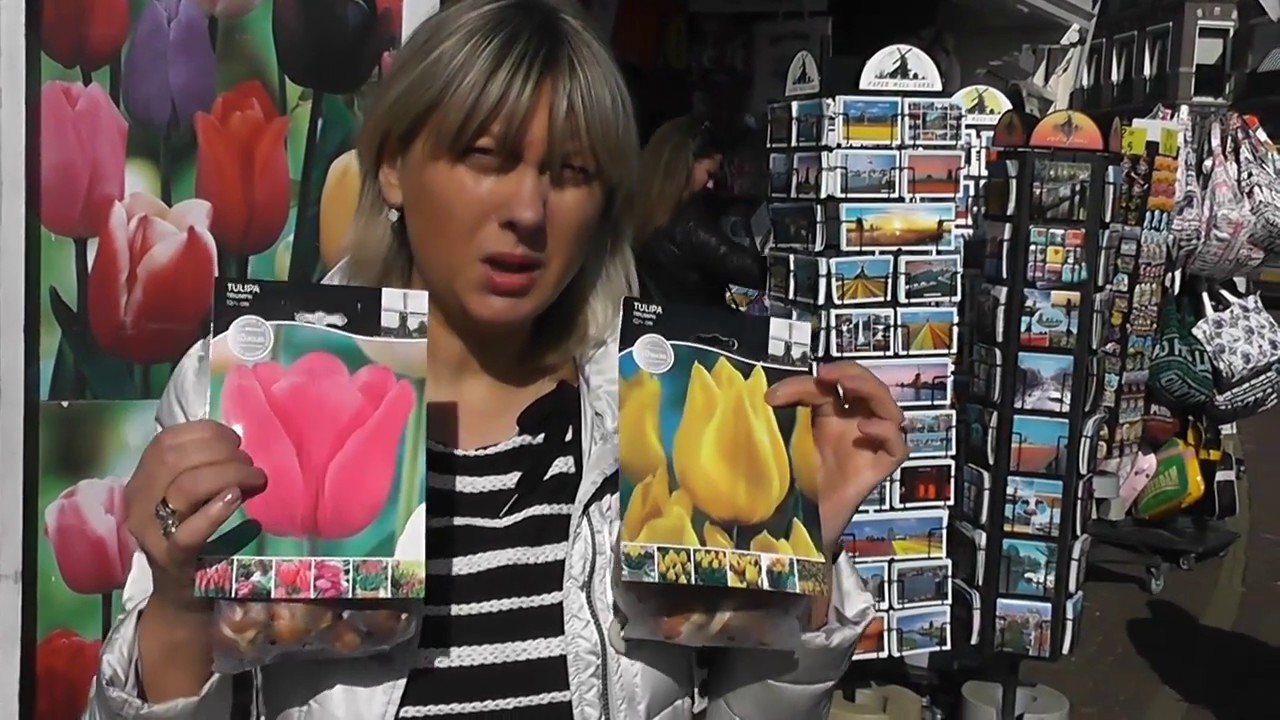 КАКИЕ СУВЕНИРЫ ВЕЗТИ ИЗ АМСТЕРДАМА?