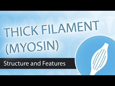 Thick Filaments and Myosin Structure