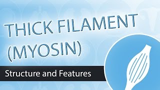 Thick Filaments and Myosin Structure