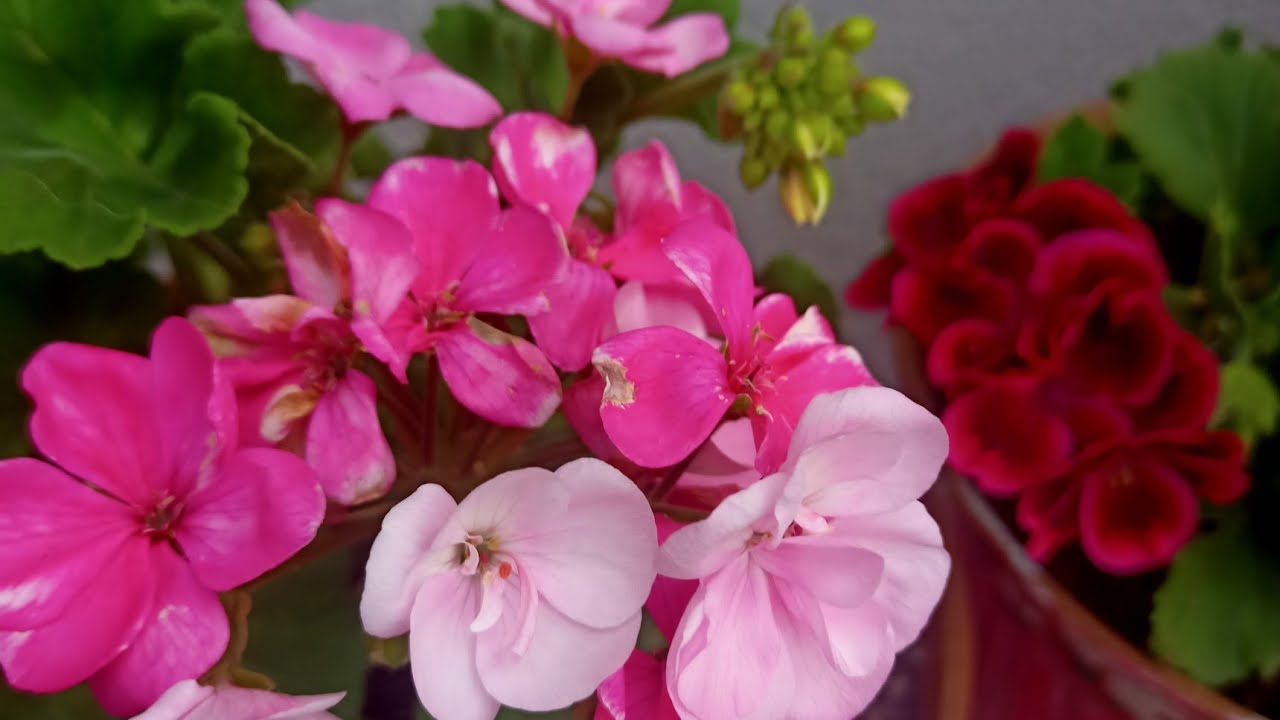 clamatıs husnuyusuf sardunya