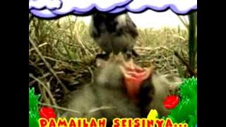 opening tupi dan ping ping indahnya berkasih sayang