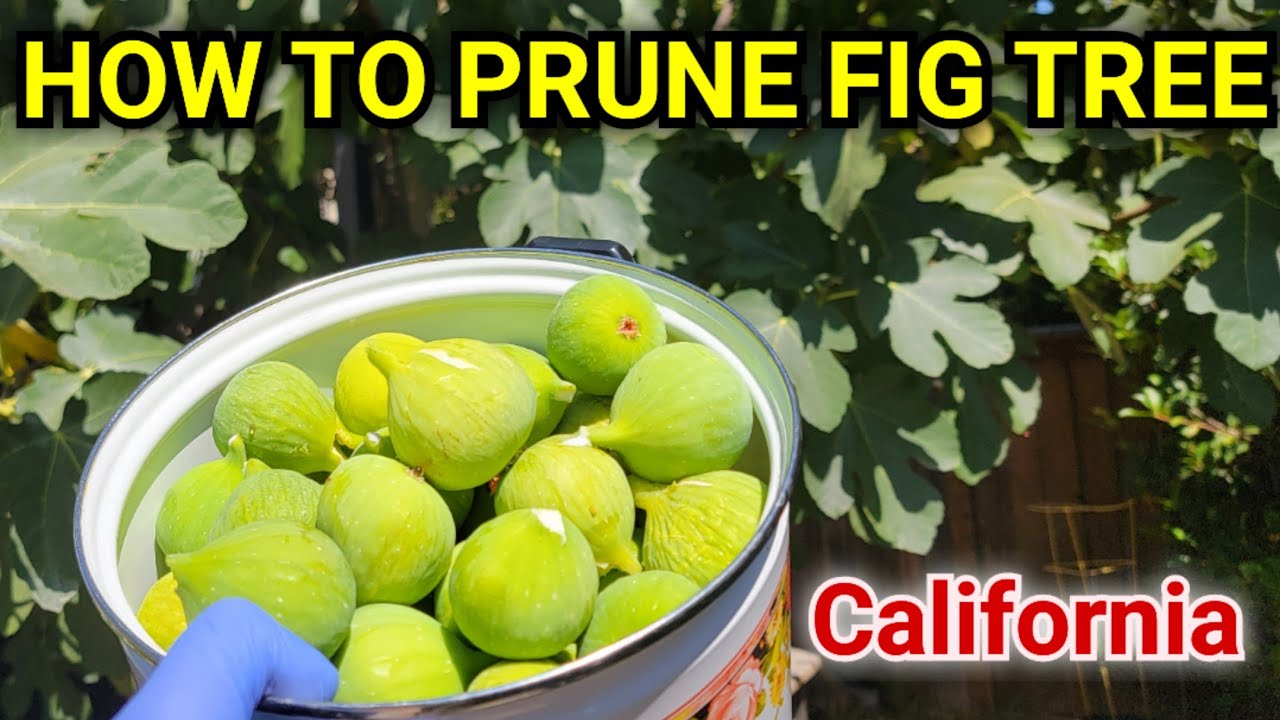 How to Prune Fig Tree for a Bountiful Harvest in California - YouTube