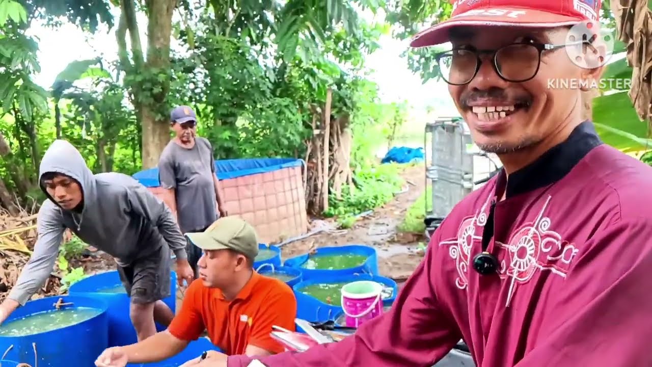 🔴 Panen di pak haji Muslih meleset jauh ‼️ prediksi 1 ton hanya naik 6 kintal