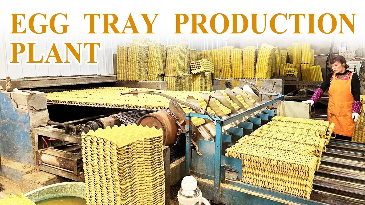 Efficient Egg Tray Production Process | High-Quality Egg Tray Making Machine 