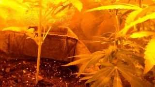 Big Bud week 4