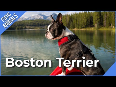 Video: Boston Terrier Coat Colors: alles over het ras